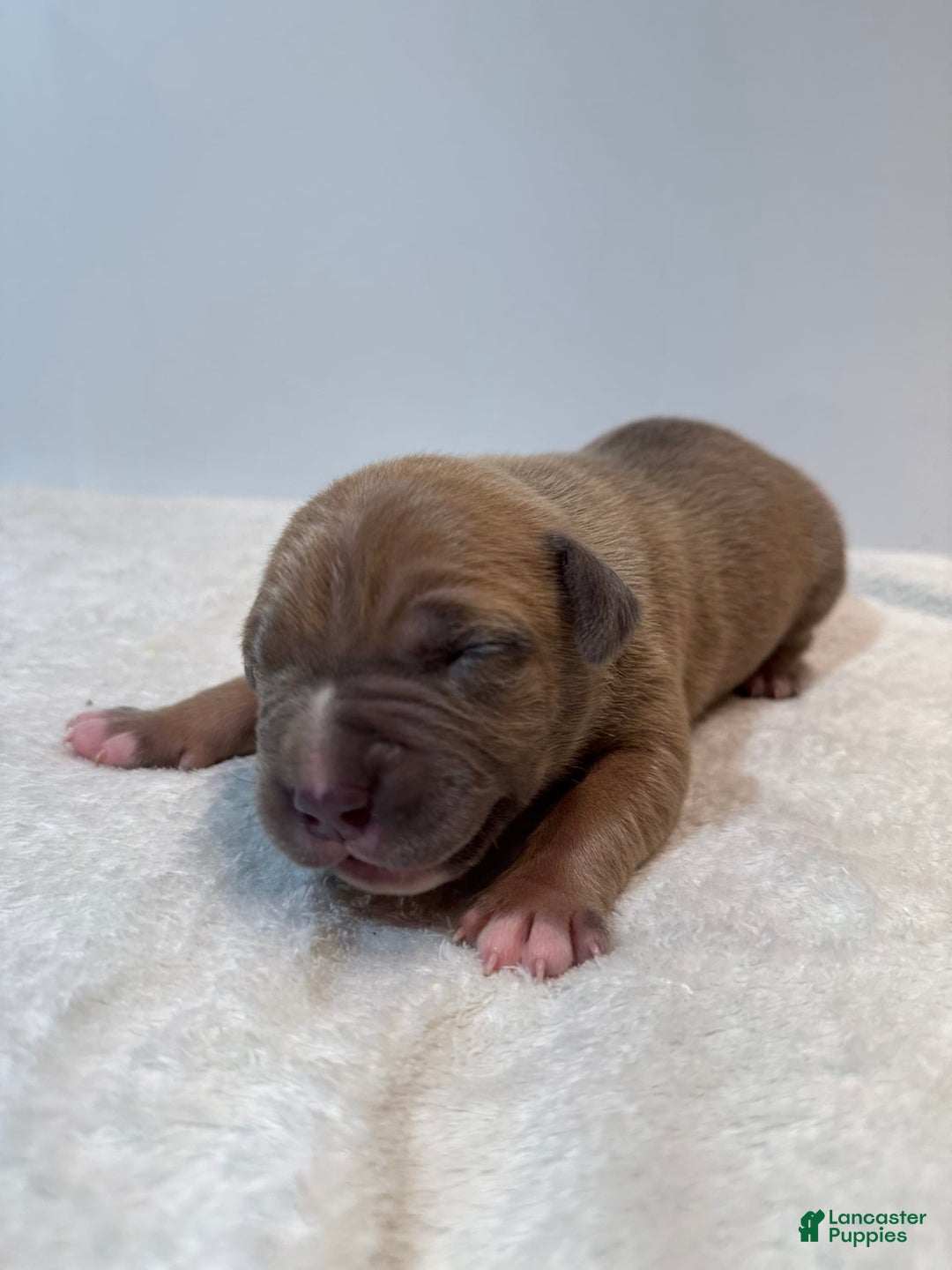 American Bully dogs for sale: Tip - Image 8