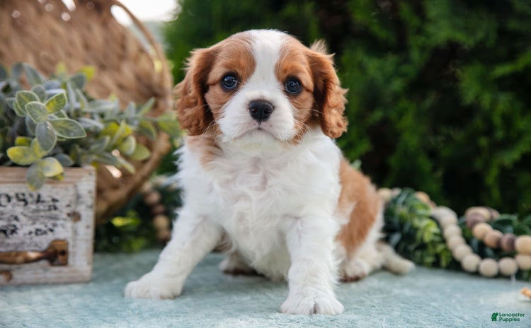 Cavalier King Charles Spaniel dogs for sale - Ad 1