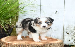 Miniature Australian Shepherd dogs for sale: Hank - Image 4