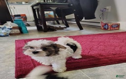 Morkie dogs for sale: Tiny Tim - Image 10
