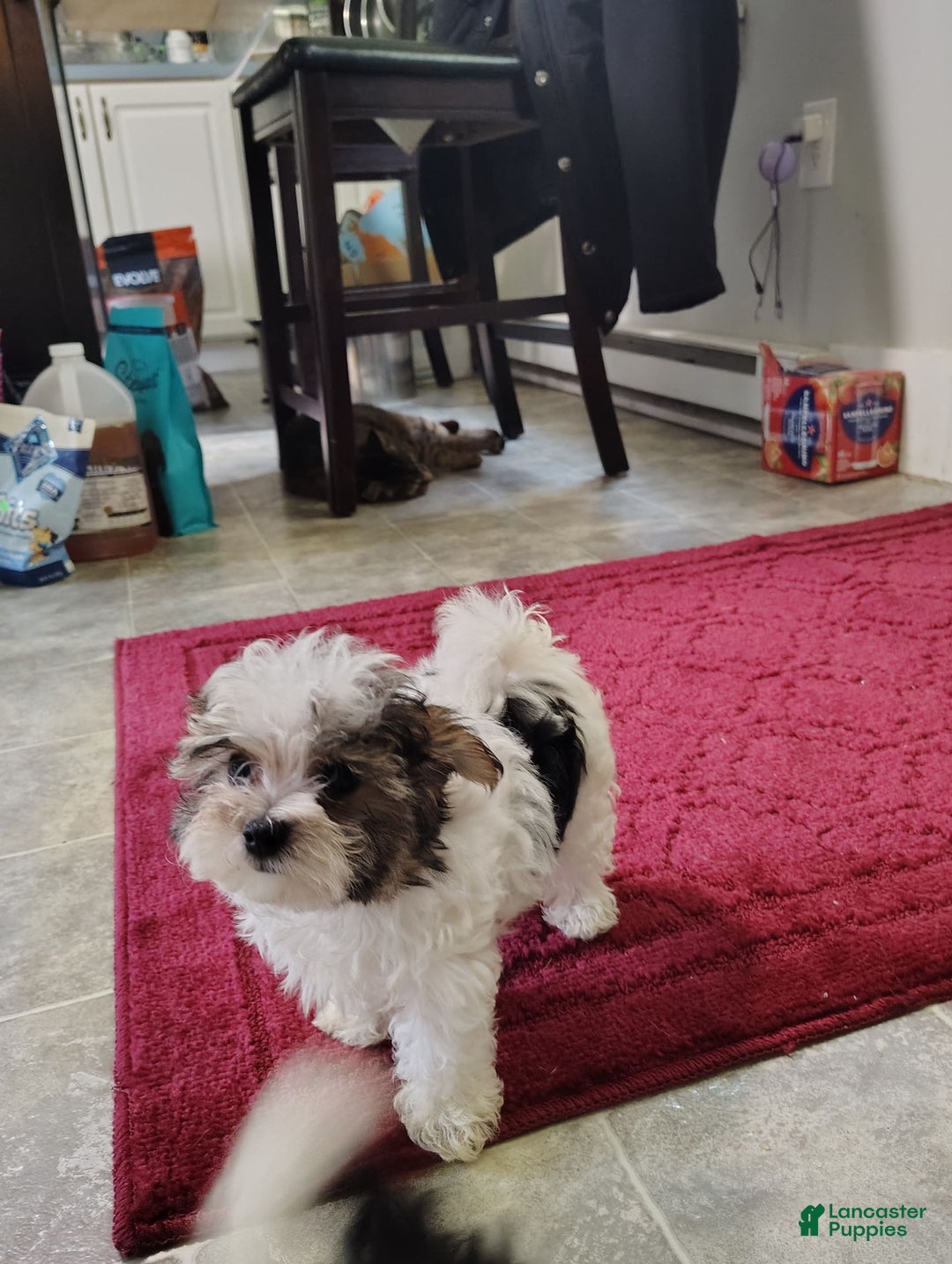Morkie dogs for sale: Tiny Tim - Image 10