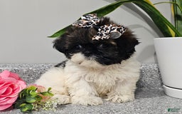 Shih Tzu dogs for sale: Tiny Tiff ❤️ - Image 29