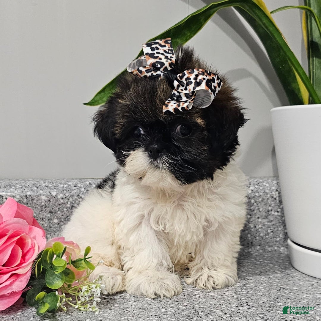 Shih Tzu dogs for sale: Tiny Tiff ❤️ - Image 29