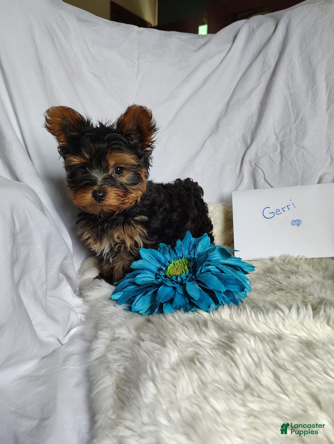 Yorkshire Terrier dogs for sale: Gerri - Image 16