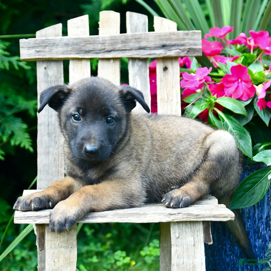 Belgian Malinois dogs for sale: Belgian Malinois 9 puppies - Image 23