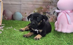 Catahoula Leopard Dog dogs for sale: Juliet 2025 F1 Catahoula Puppy - Image 4