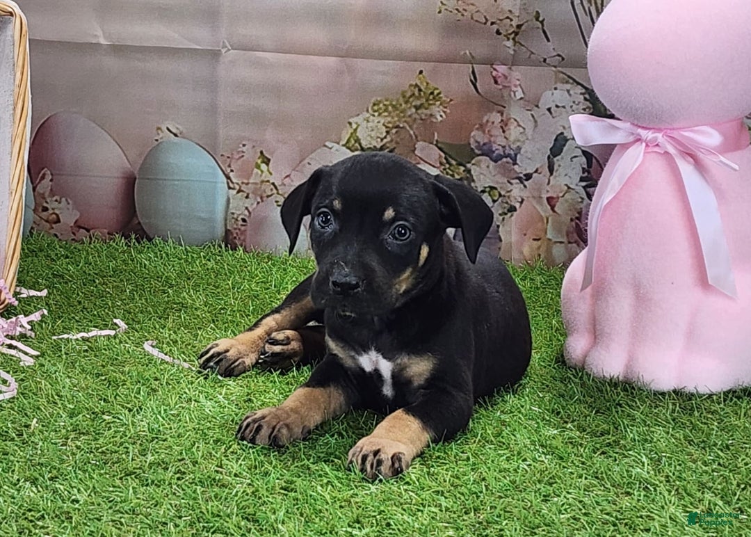 Catahoula Leopard Dog dogs for sale: Juliet 2025 F1 Catahoula Puppy - Image 4