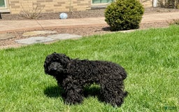 Cockapoo dogs for sale: Brent - Image 1