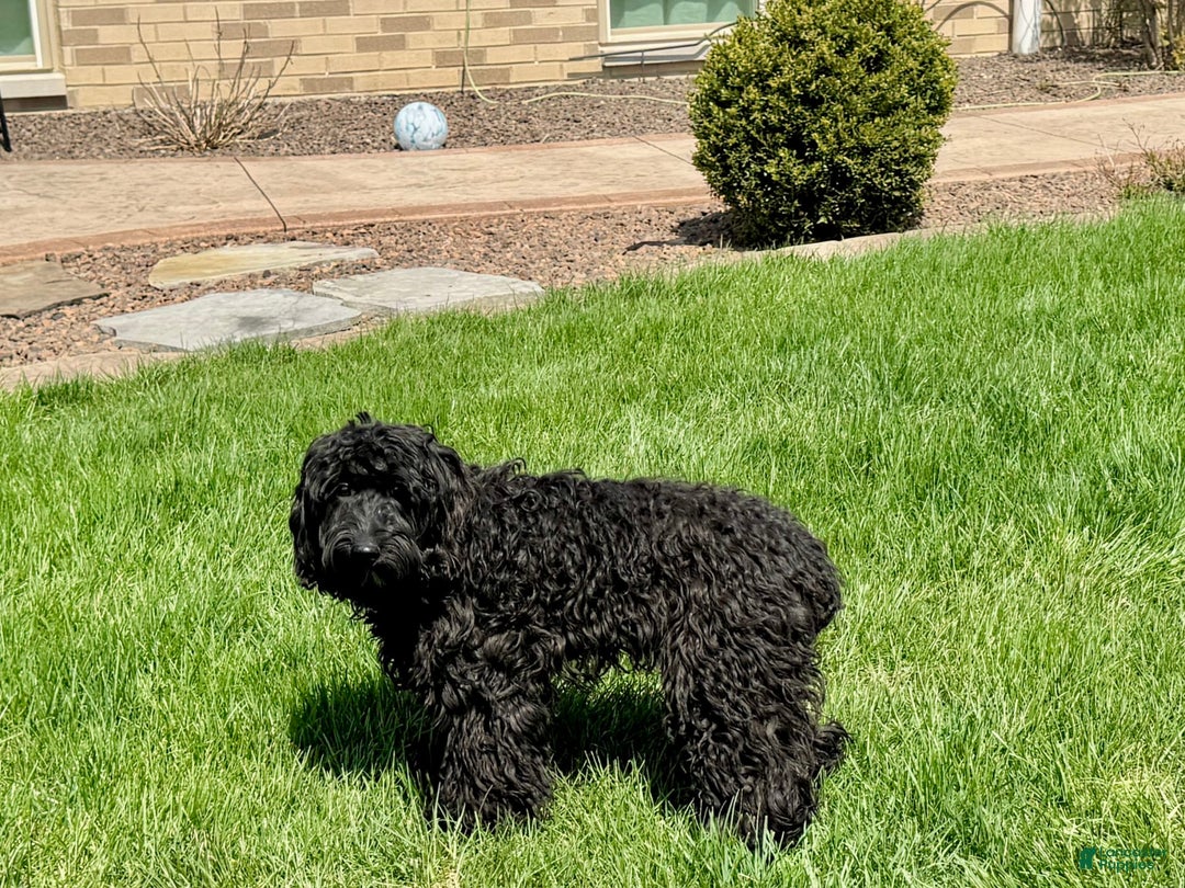 Cockapoo dogs for sale: Brent - Image 1