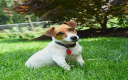Jack Russell Terrier dogs for sale: Kaylee - Image 2