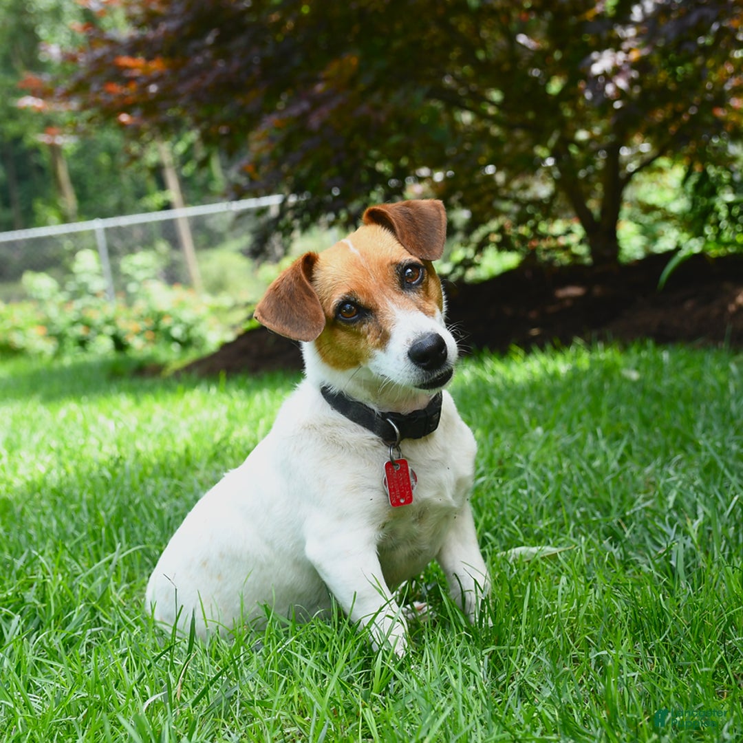 Jack Russell Terrier dogs for sale: Kaylee - Image 2