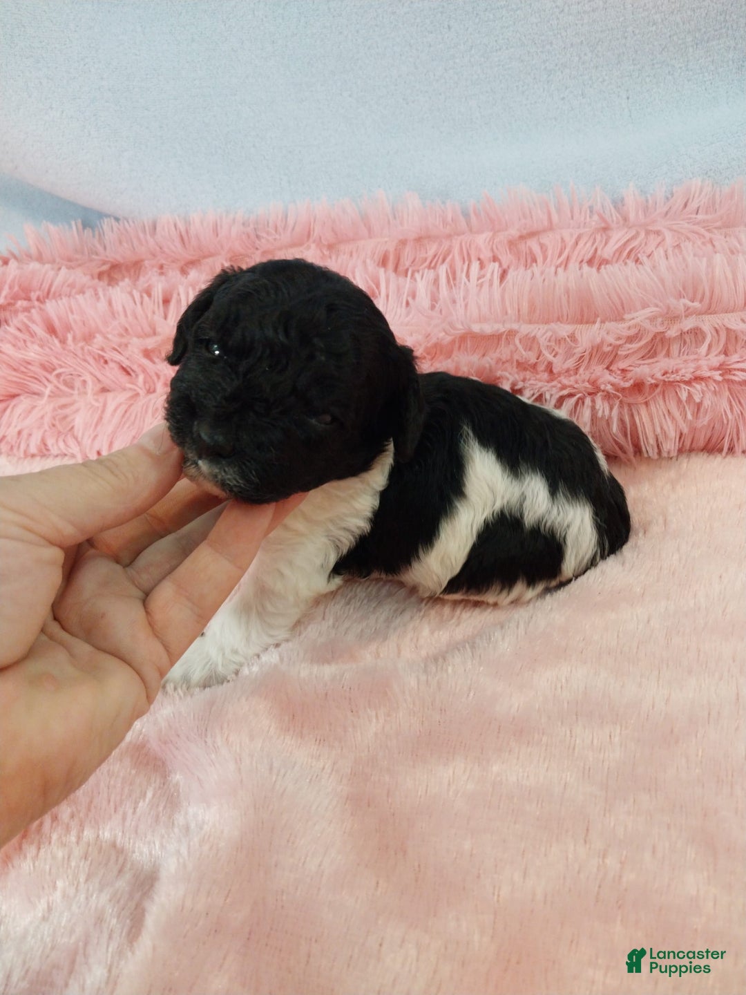 Toy Poodle dogs for sale: Dixie - Image 3