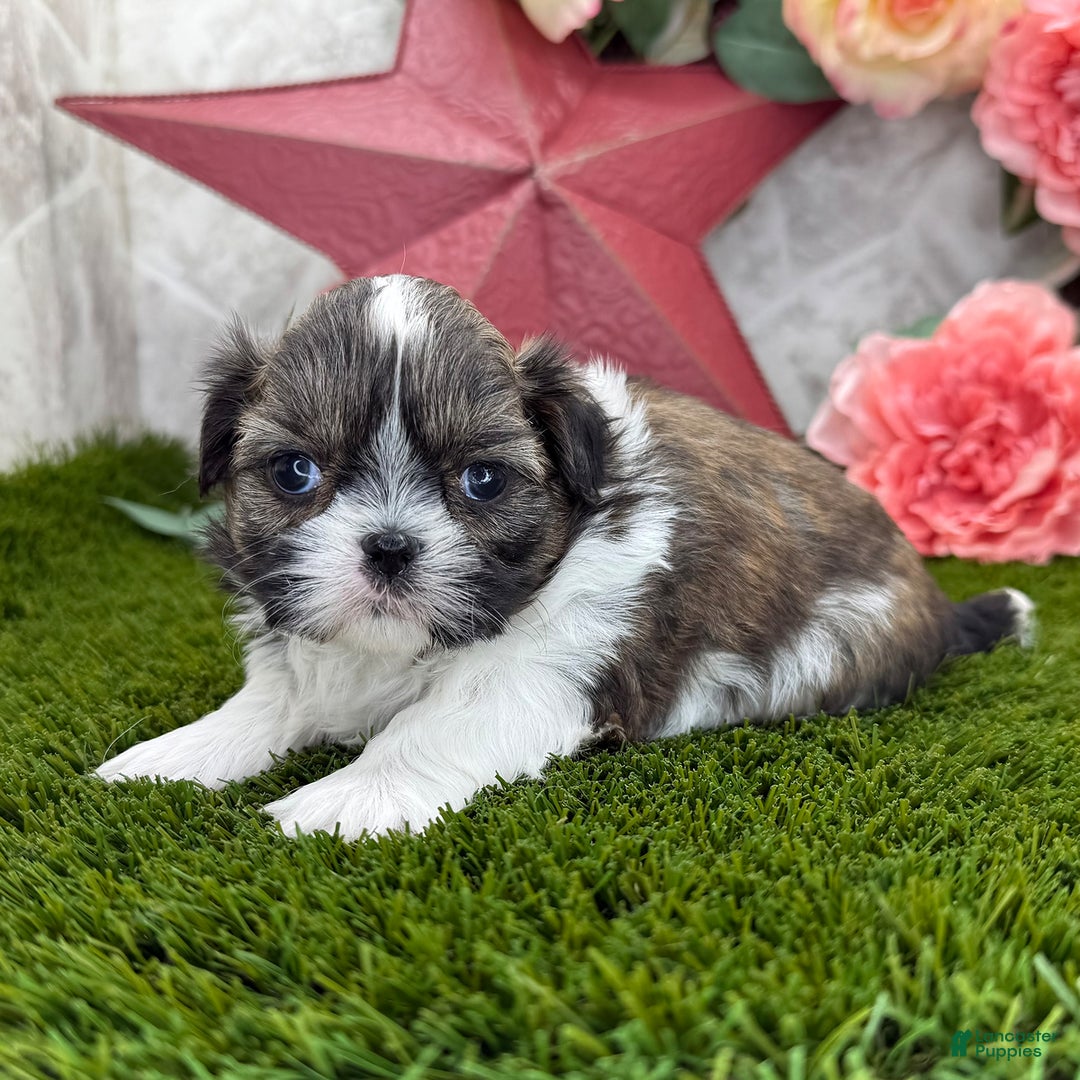 Shih Tzu dogs for sale: Charlotte - Image 1
