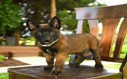 Belgian Malinois dogs for sale: Ace - Image 3