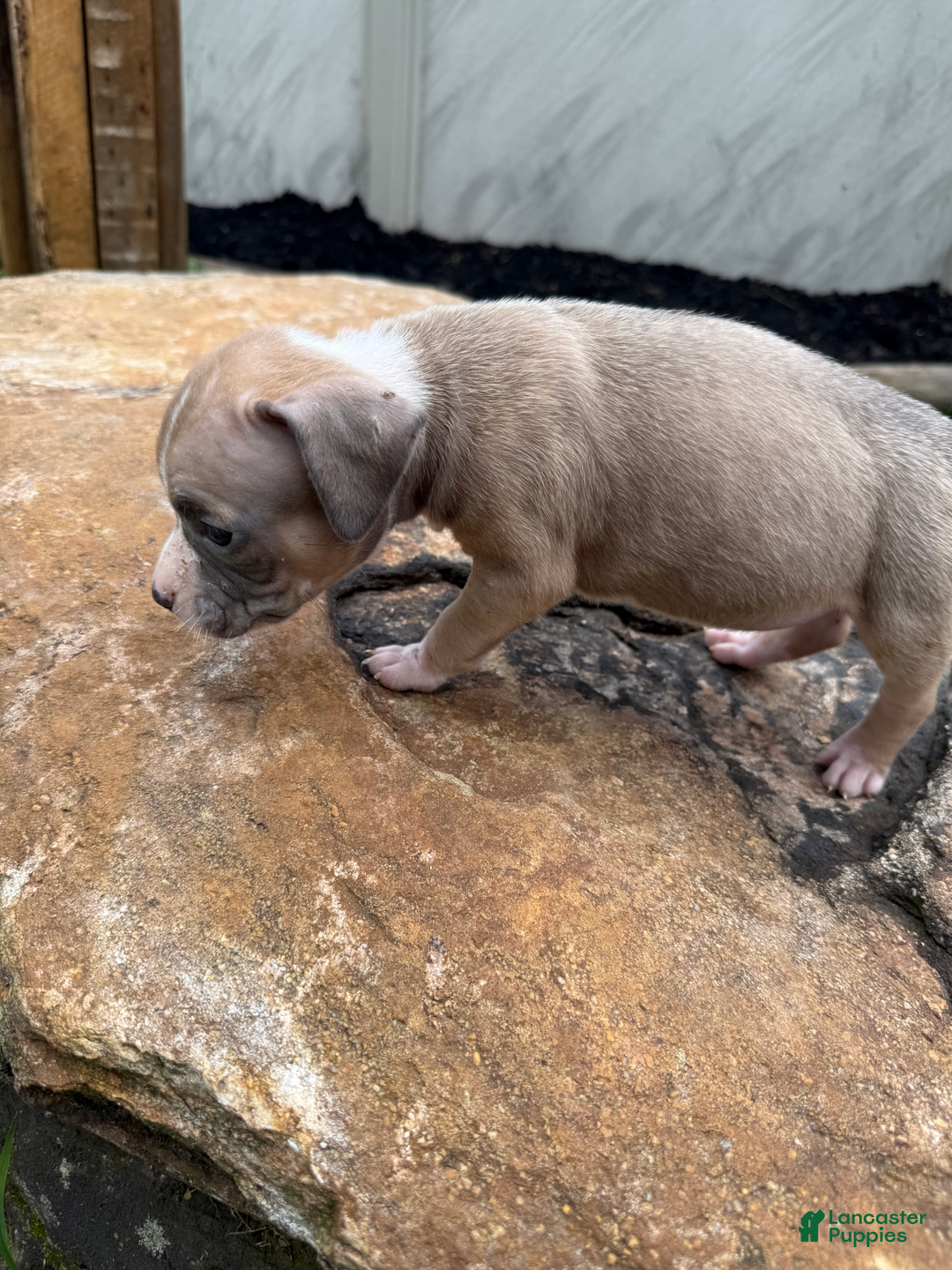 American Pit Bull Terrier dogs for sale: Peanut - Image 17