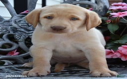 Labrador Retriever dogs for sale: Cherry Belle - Image 4