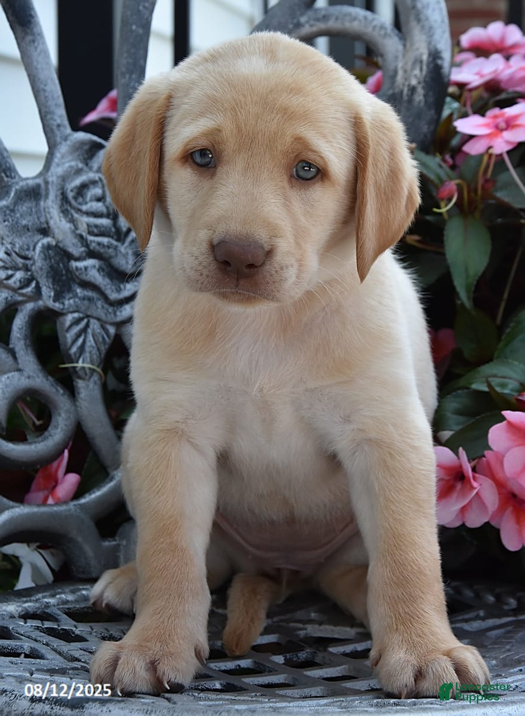 Labrador Retriever dogs for sale: Cherry Belle - Image 4