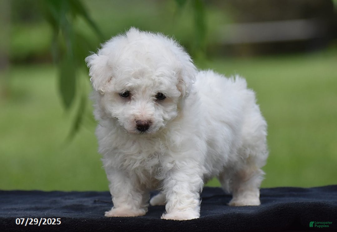 Bichon Frise dogs for sale: Jared - Image 4