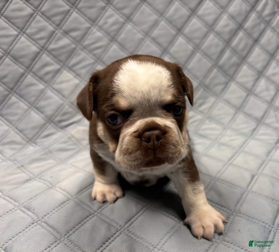 French Bulldog dogs for sale: Cowgirl - Image 5
