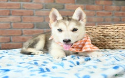 Gerberian Shepsky dogs for sale: Briggs - Image 2