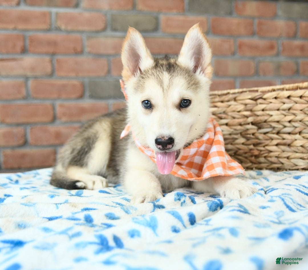 Gerberian Shepsky dogs for sale: Briggs - Image 2