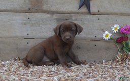Labrador Retriever dogs for sale: Kate - Image 4