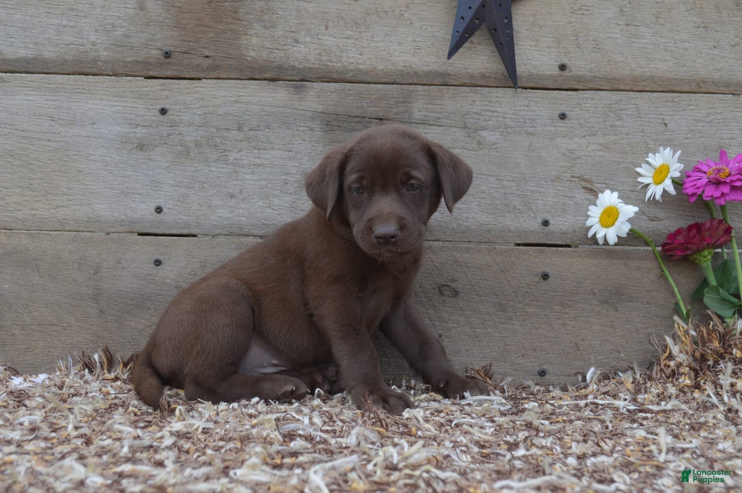 Labrador Retriever dogs for sale: Kate - Image 4