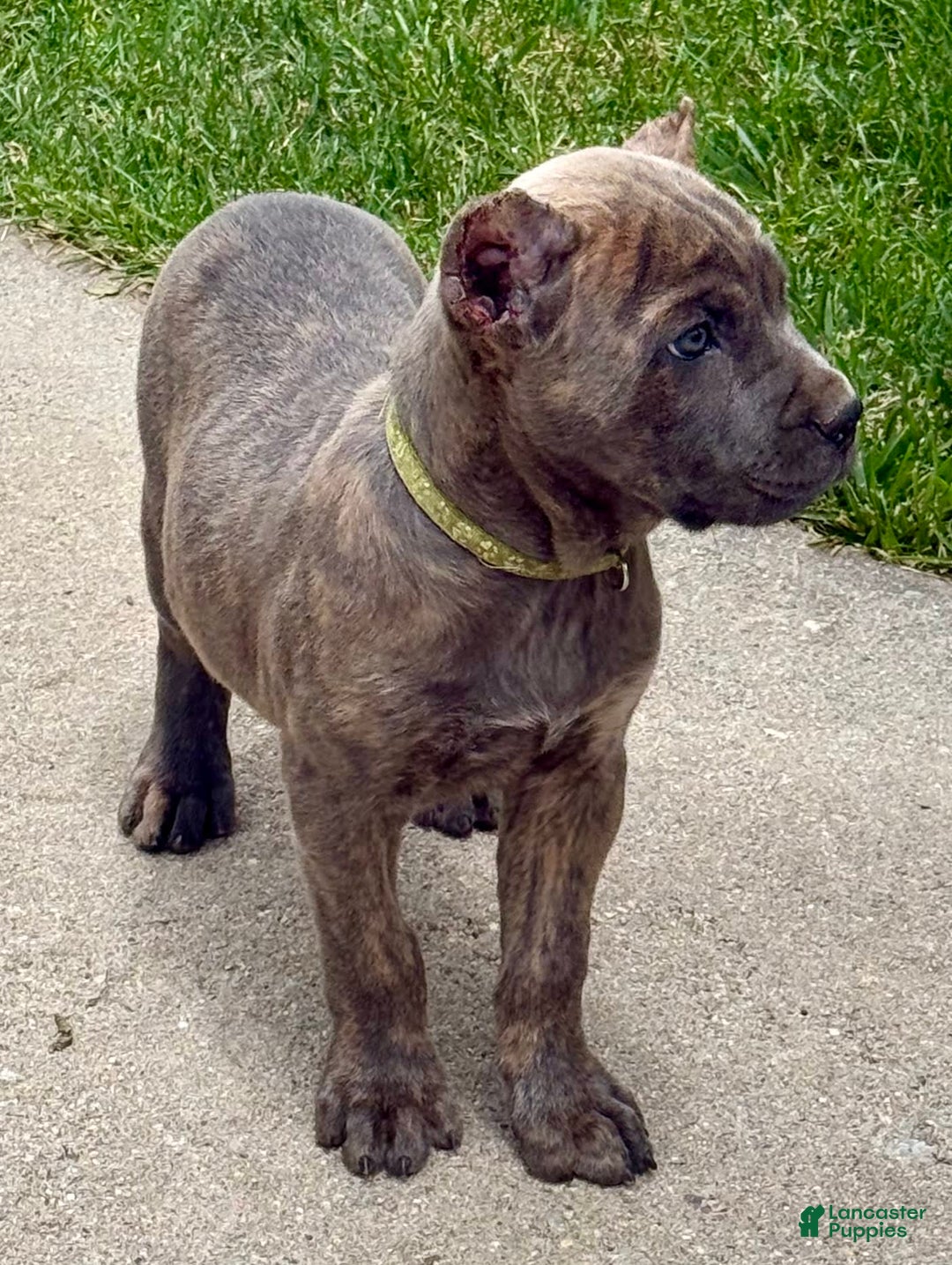 Cane Corso dogs for sale: Becca - Image 7
