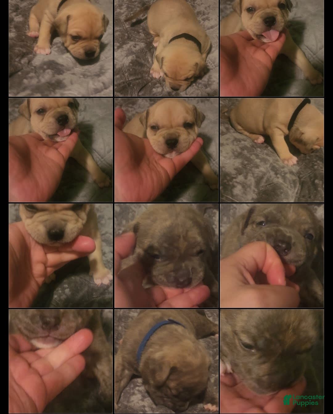American Bully dogs for sale: National Champion Jack - Image 8