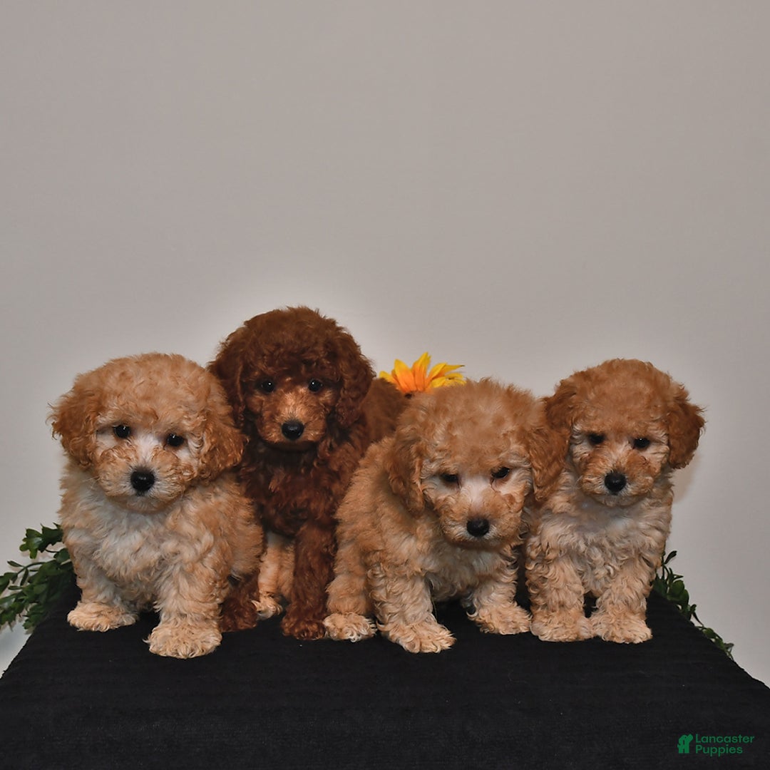 Miniature Poodle dogs for sale: Charlie - Image 5