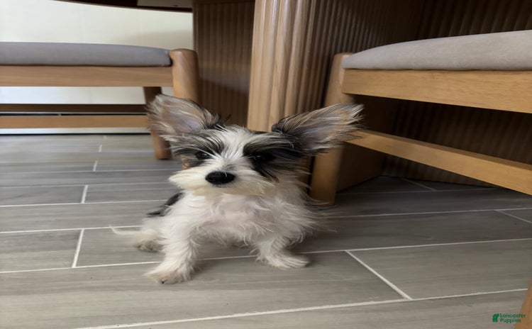 Yorkshire Terrier dogs for sale - Ad 1