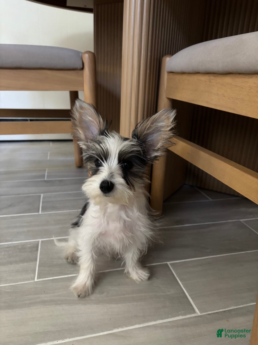 Yorkshire Terrier dogs for sale: Pat - Image 1
