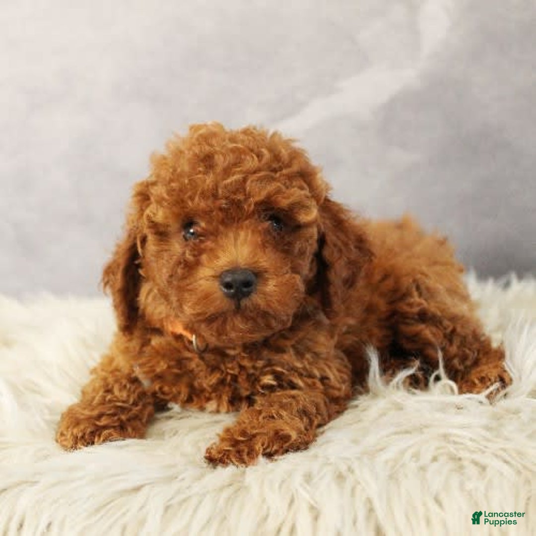 Toy Poodle dogs for sale: Silverstar - Image 4