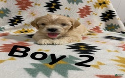 Cavapoo dogs for sale: Male 2 Bruno Jr - Image 4