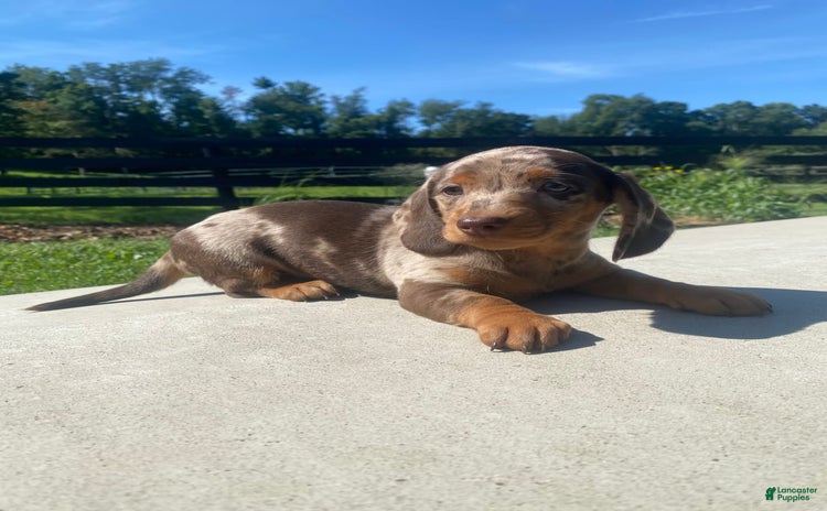 Miniature Dachshund dogs for sale - Ad 2