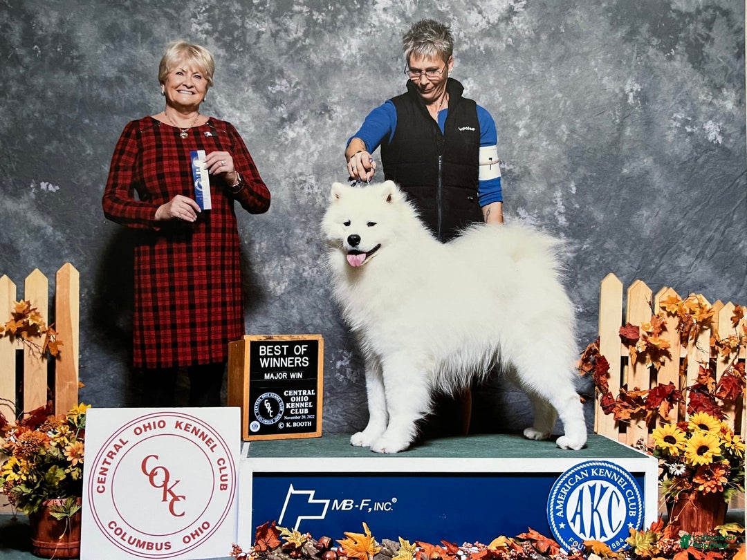 Samoyed dogs for sale: Charlie - Image 11