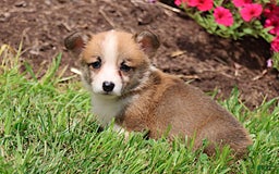 Welsh Corgi Pembroke dogs for sale: Kendra - Image 1