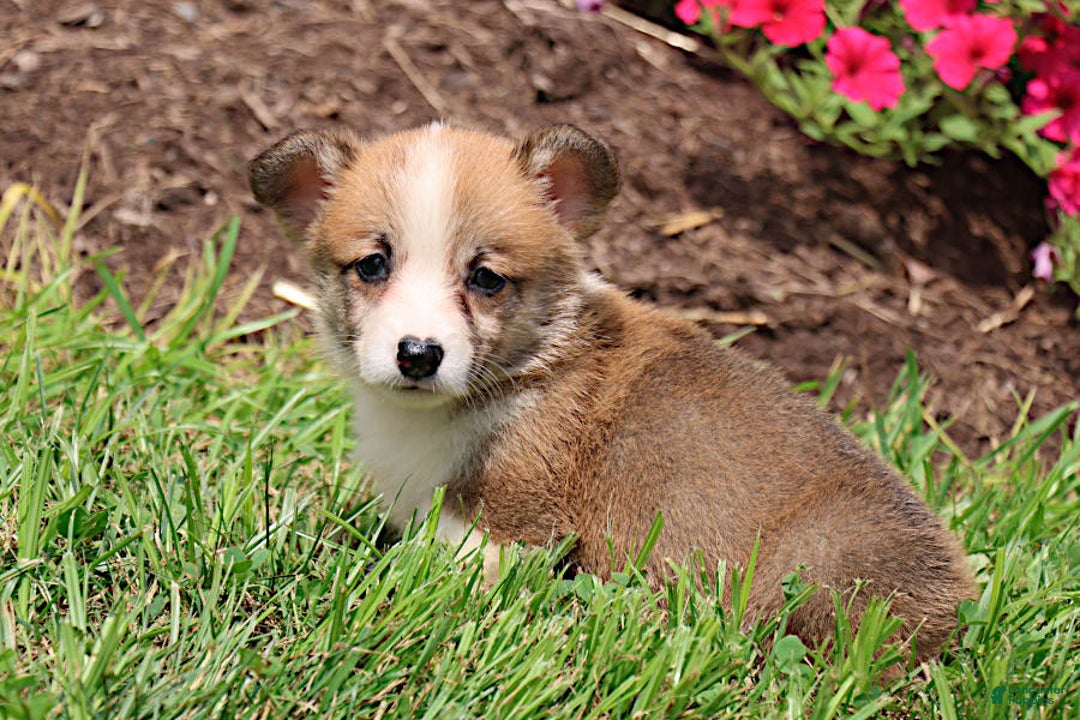 Welsh Corgi Pembroke dogs for sale: Kendra - Image 1