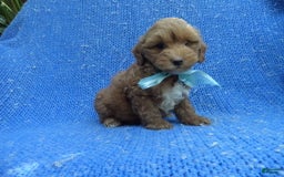 Maltipoo dogs for sale: Peanut - Image 1