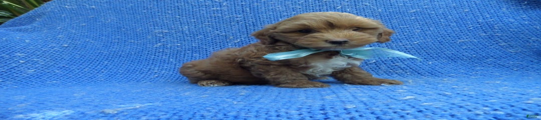 Peanut