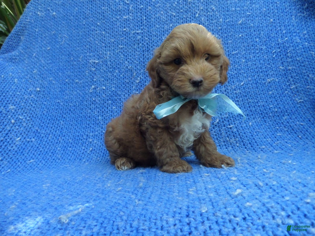 Maltipoo dogs for sale: Peanut - Image 1