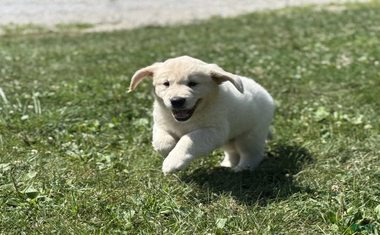 Golden Retriever dogs for sale - Ad 1