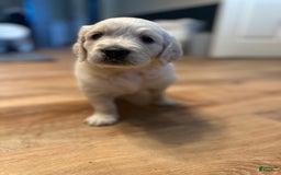 Goldendoodle dogs for sale: Sky F1b Goldendoodle - Image 4