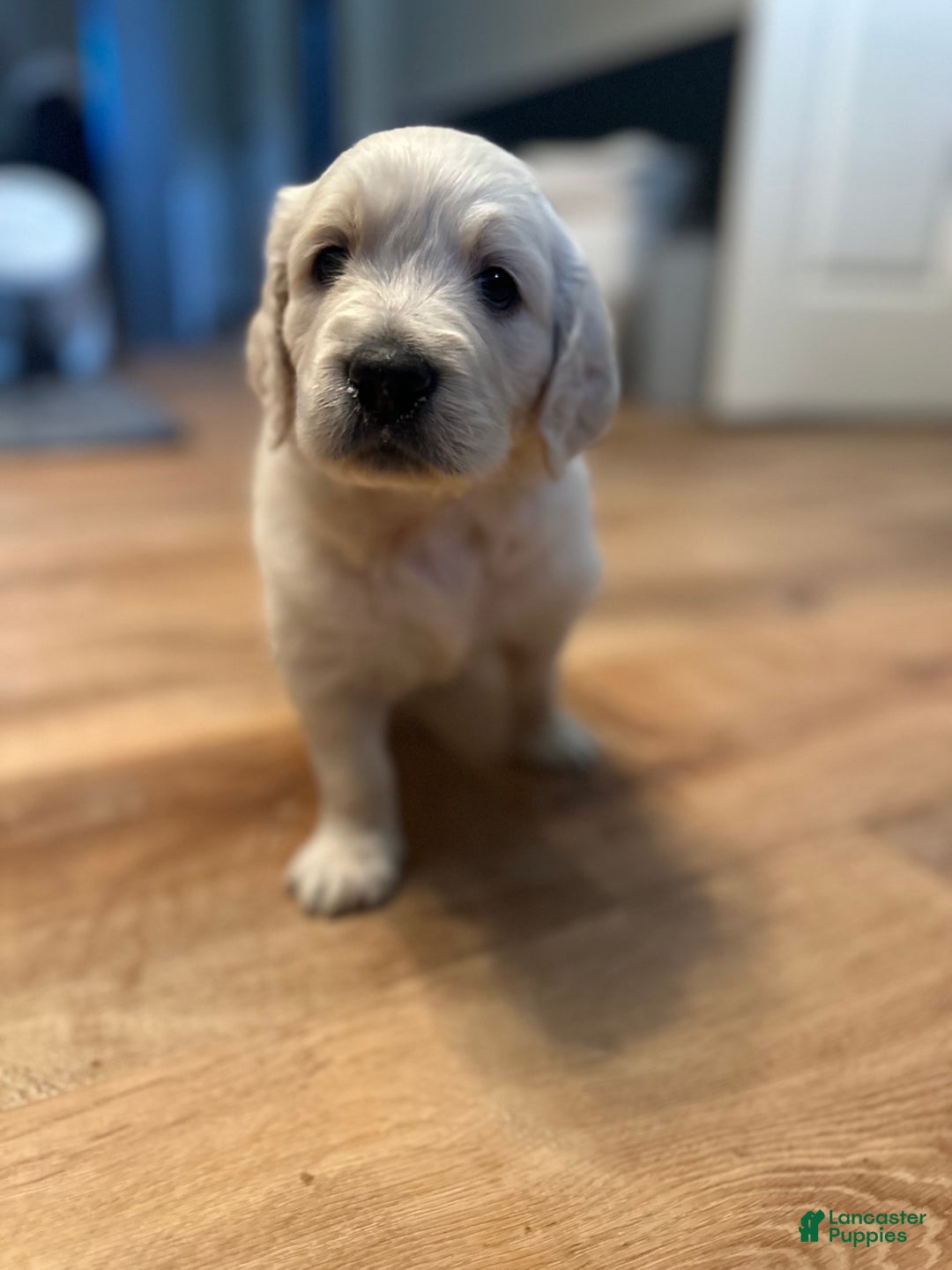 Goldendoodle dogs for sale: Sky F1b Goldendoodle - Image 4