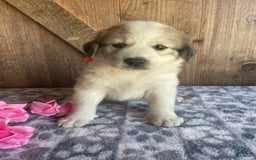 Great Pyrenees dogs for sale: Nova - Image 1