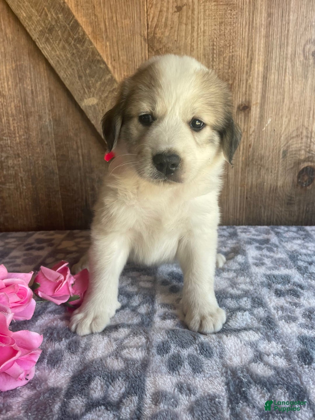 Great Pyrenees dogs for sale: Nova - Image 1