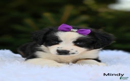 Miniature Australian Shepherd dogs for sale: Mindy - Image 2