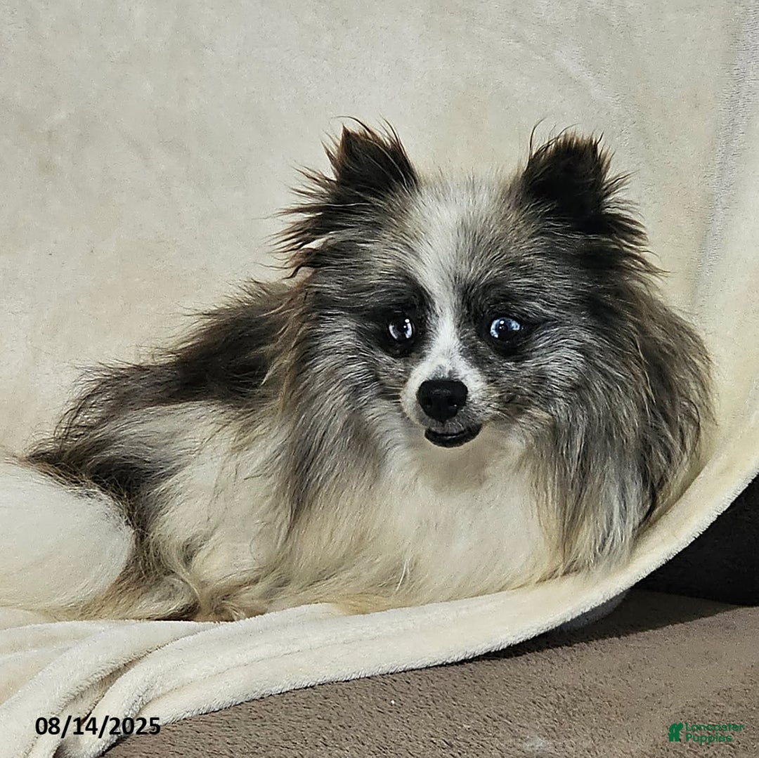 Pomeranian dogs for sale: Janey - Image 5