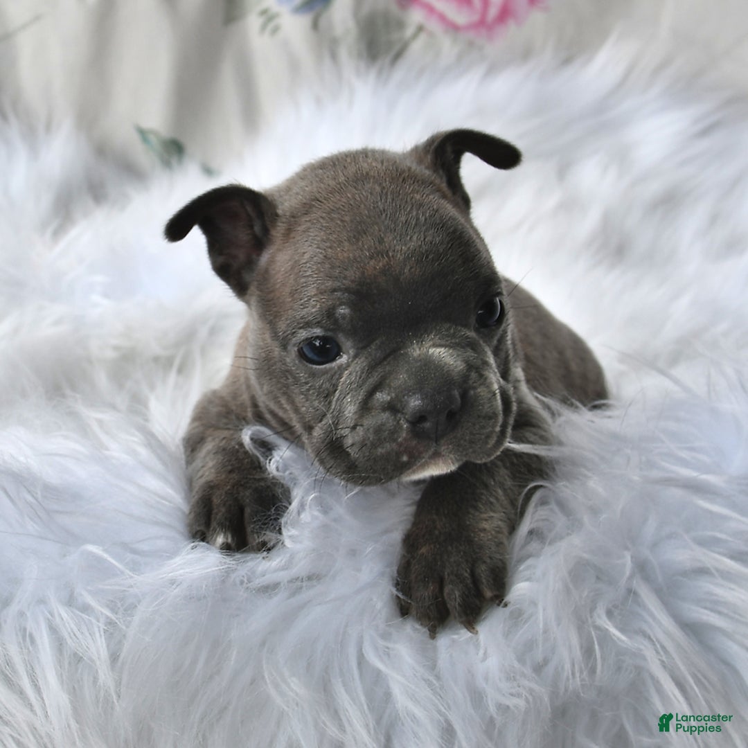Frenchton dogs for sale: Gus - Image 1