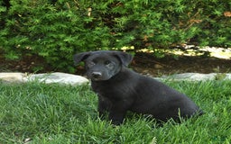 Belgian Malinois dogs for sale: Lincoln - Image 2